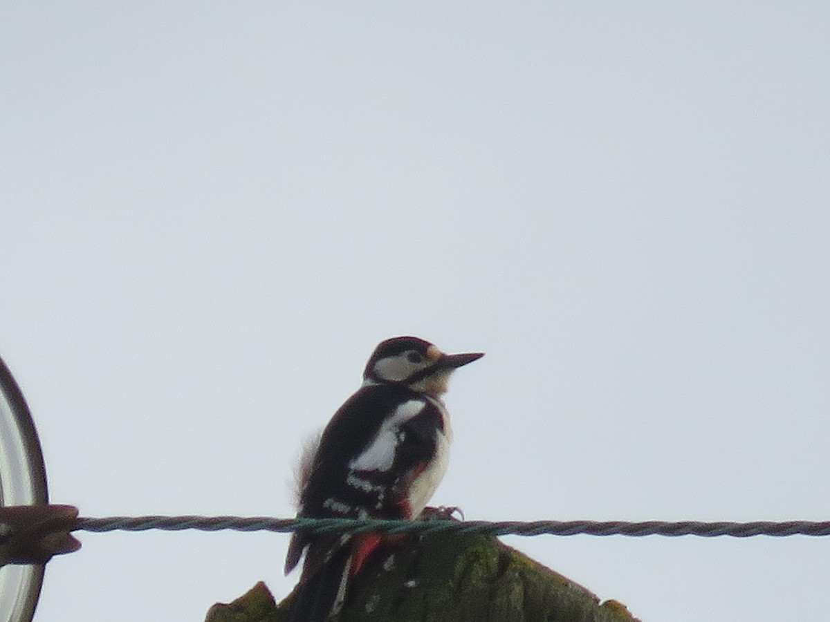 Great Spotted Woodpecker - Josiah Evans