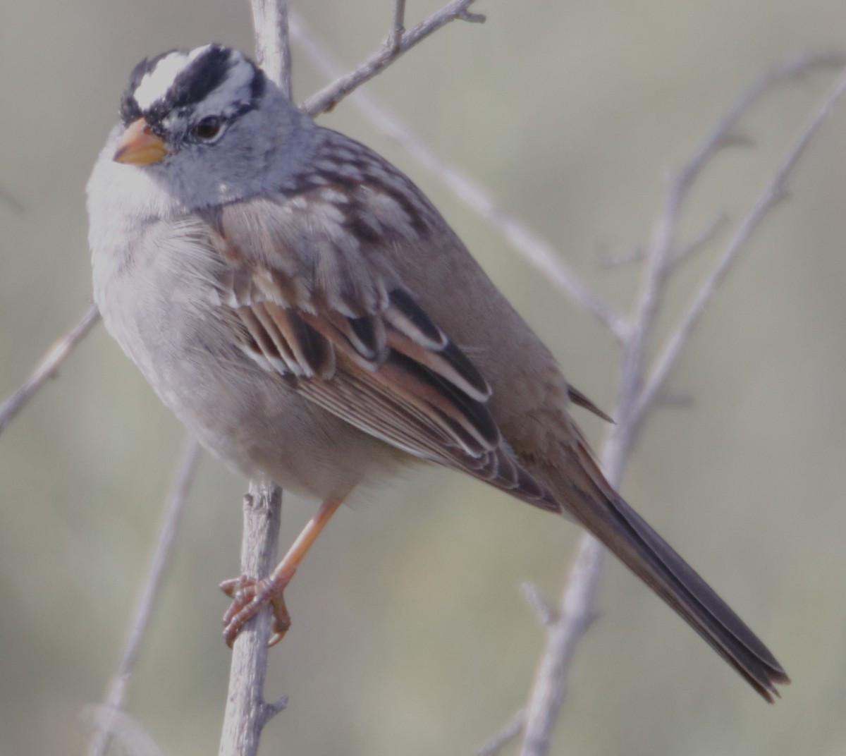 White-crowned Sparrow - ML617136222