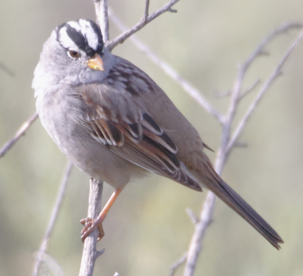 White-crowned Sparrow - ML617136223