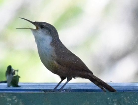 Canyon Wren - Philip Laipis