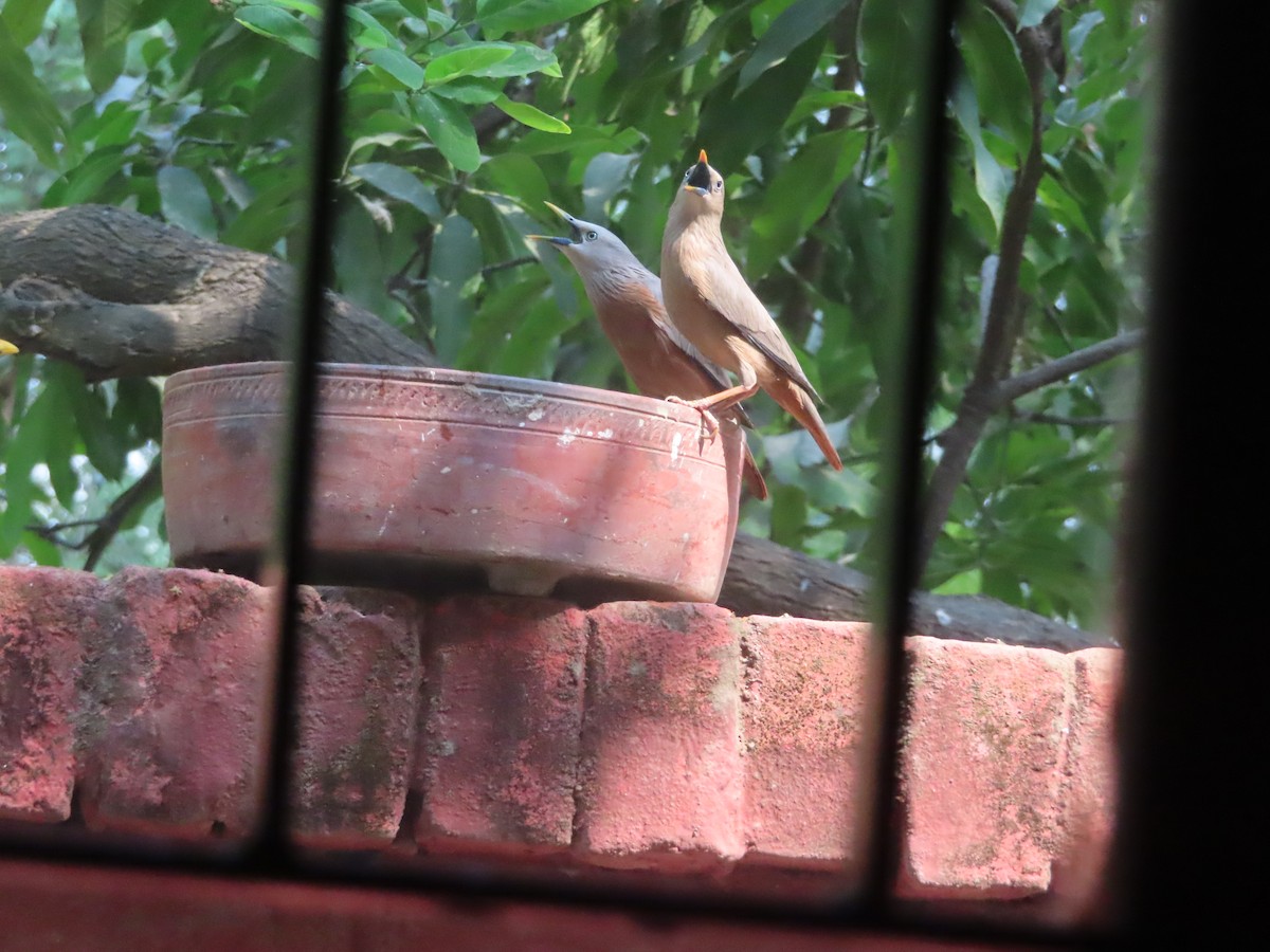 Chestnut-tailed Starling - Gargi Dalawat