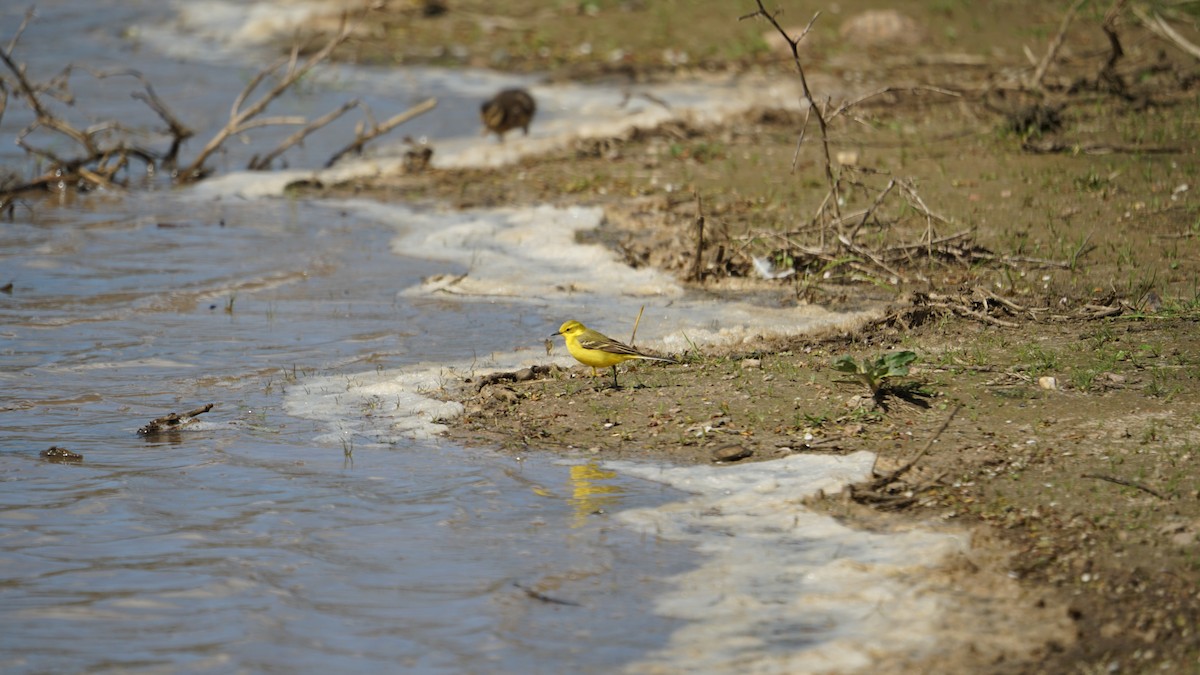 Western Yellow Wagtail - Edward Bell