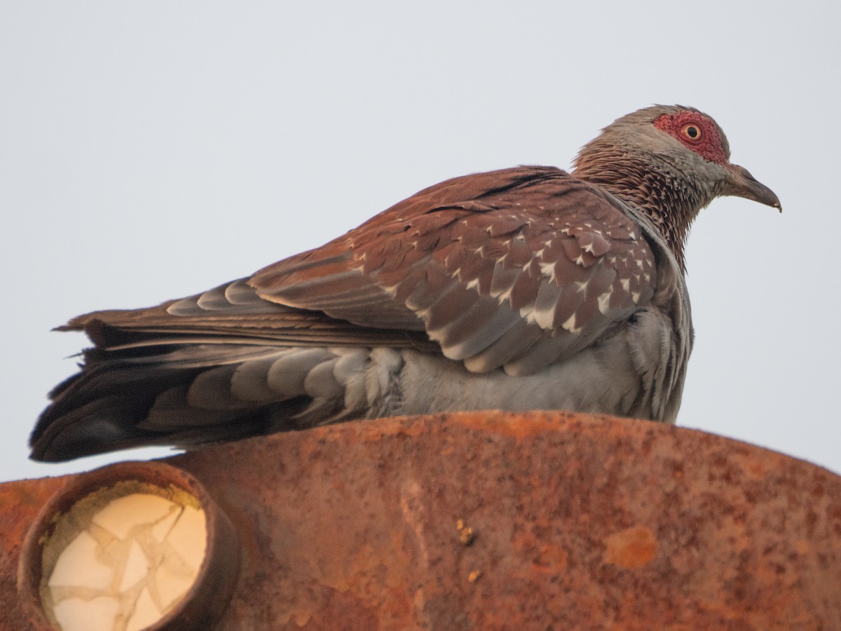 Speckled Pigeon - ML617136551