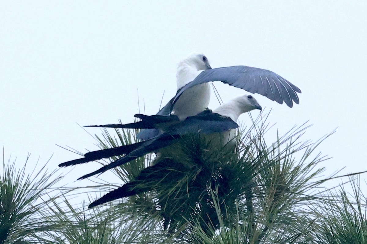 Swallow-tailed Kite - ML617136585