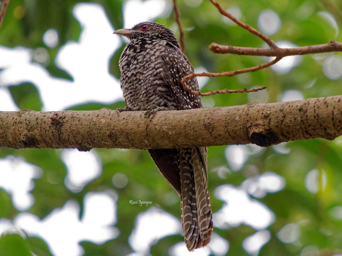 Asian Koel - ML617136634