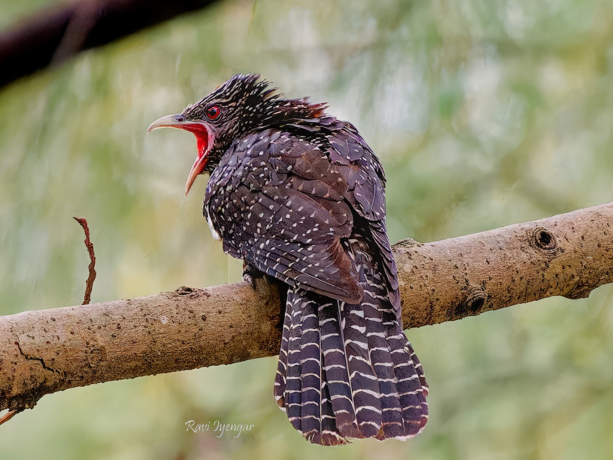 Asian Koel - ML617136635