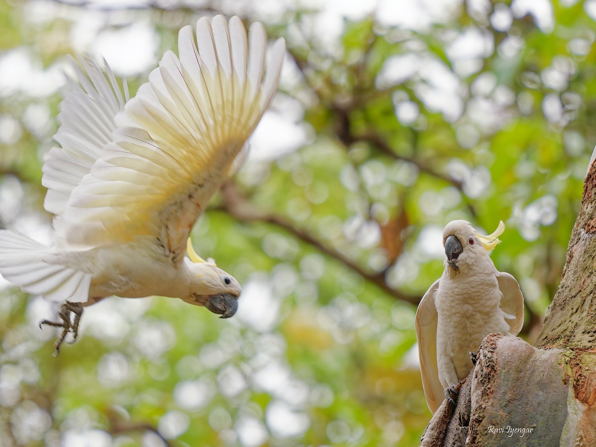 Yellow-crested Cockatoo - Ravi Iyengar