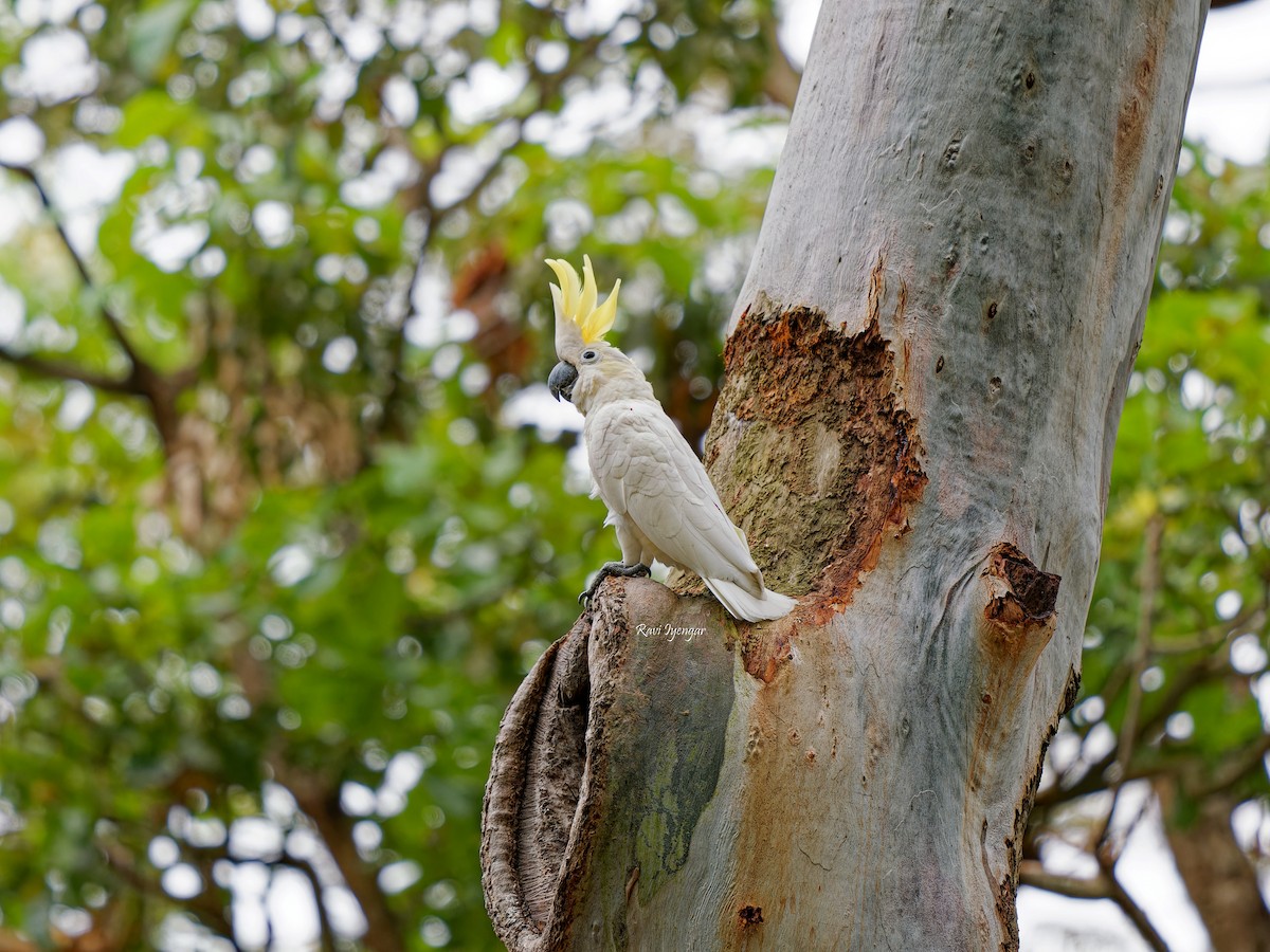 Yellow-crested Cockatoo - ML617136649