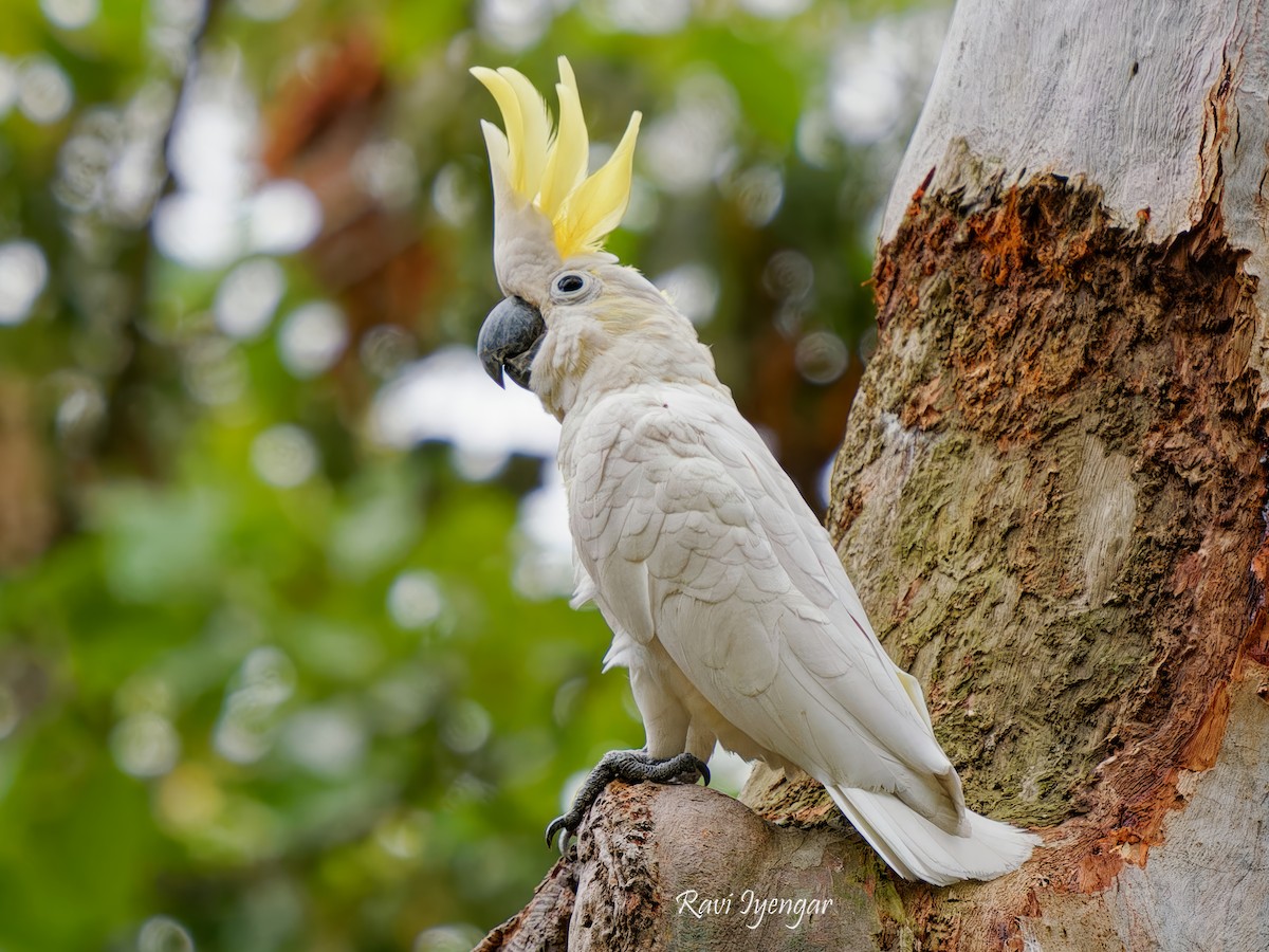 Yellow-crested Cockatoo - ML617136652