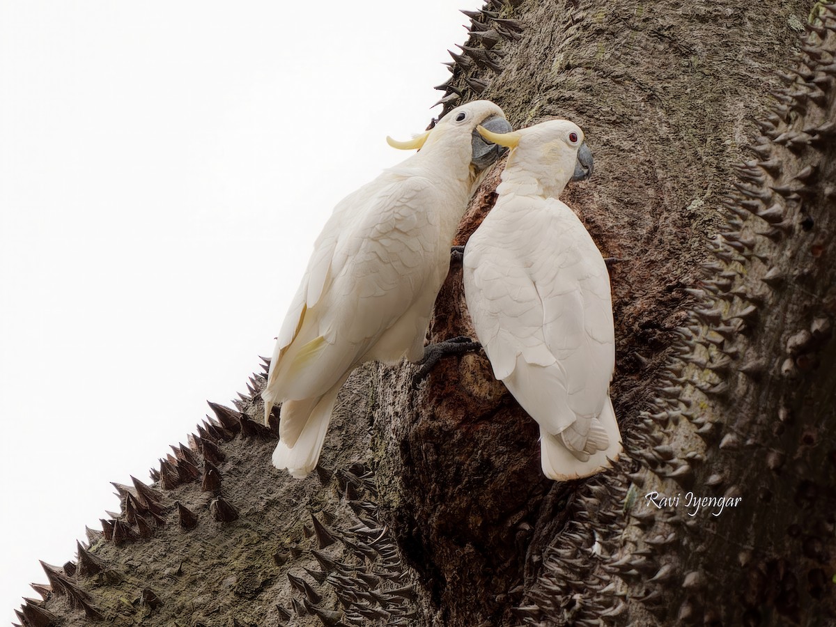 Yellow-crested Cockatoo - ML617136653