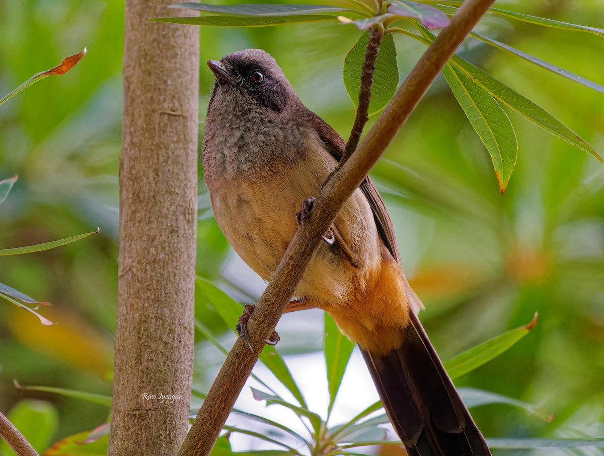 Masked Laughingthrush - ML617136675