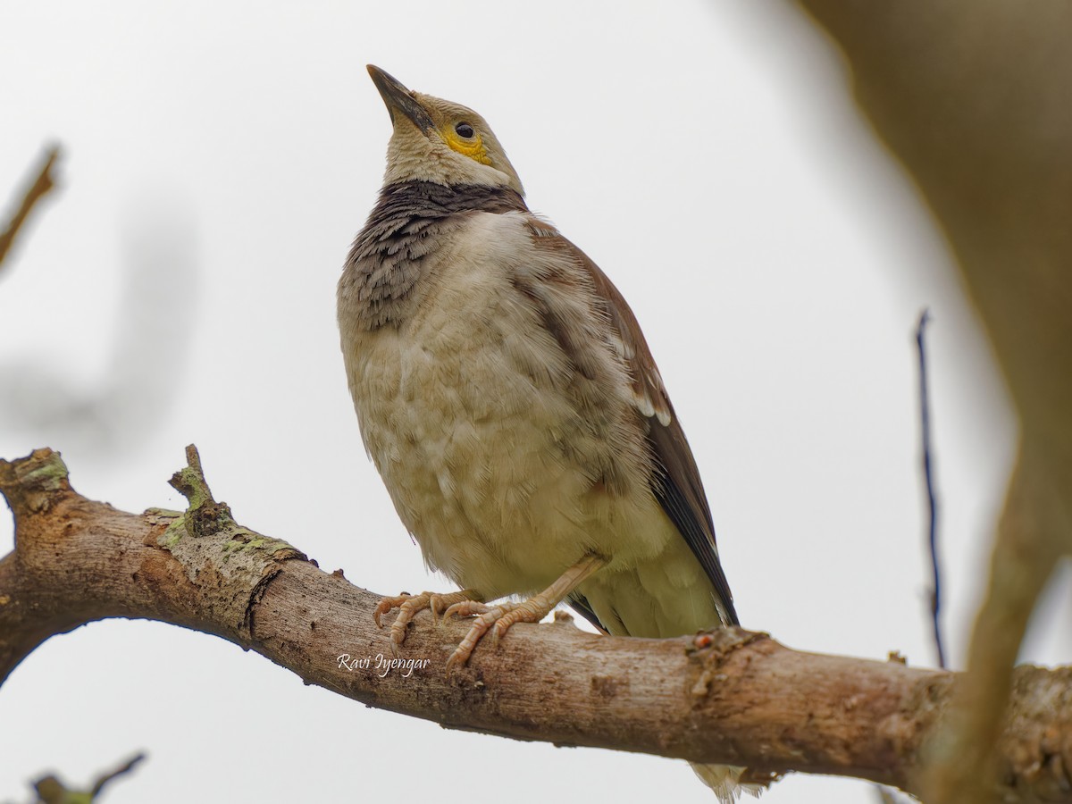 黑領椋鳥 - ML617136680