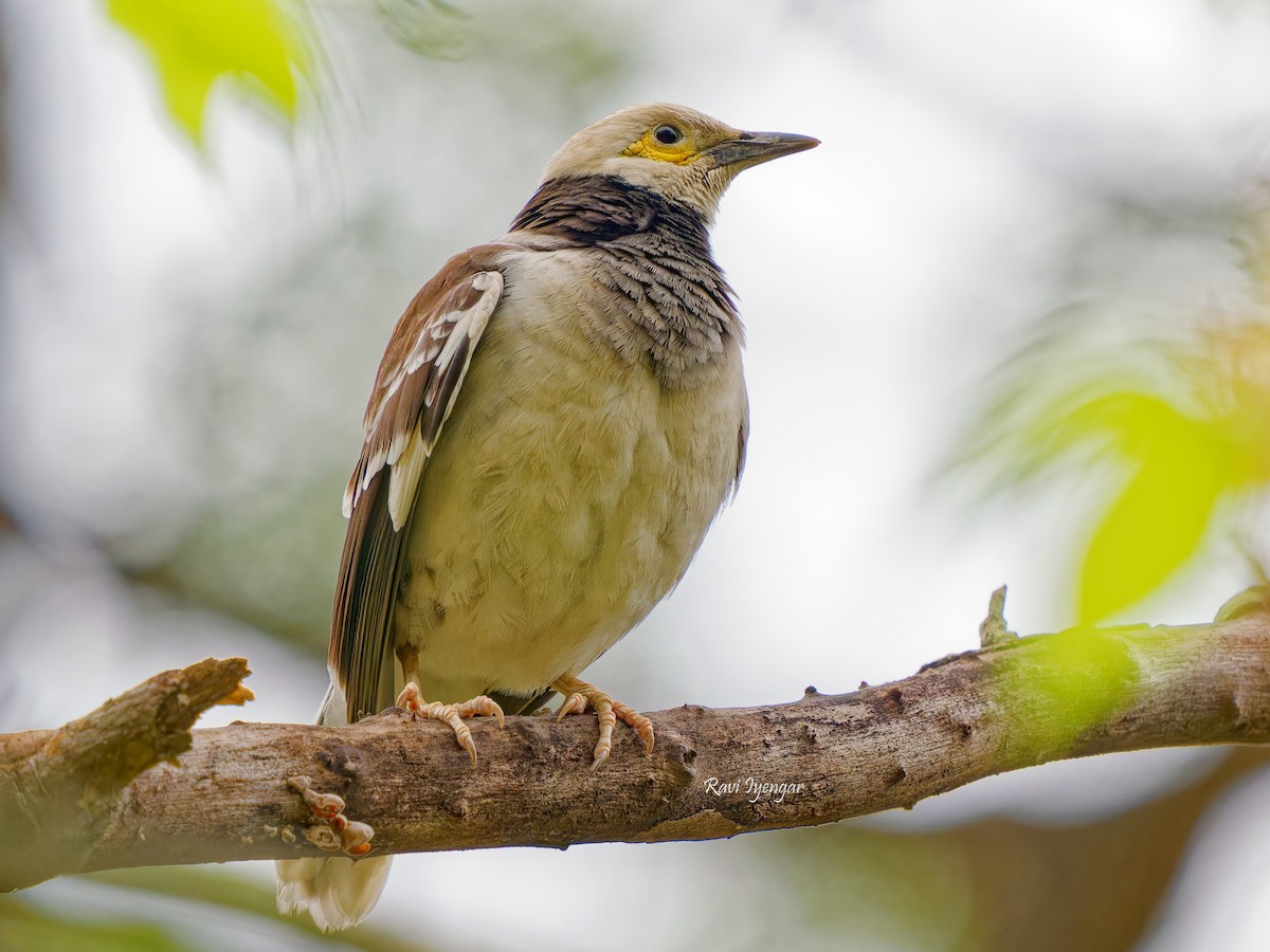 Black-collared Starling - ML617136682