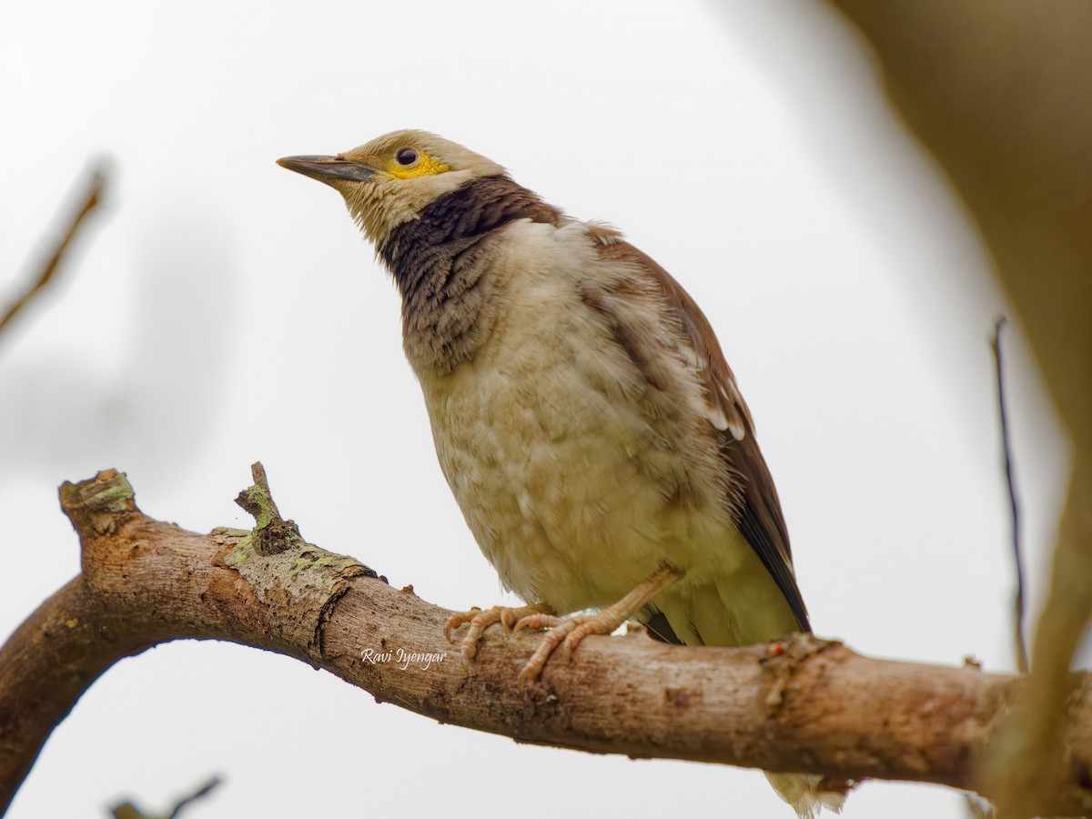 Black-collared Starling - ML617136683