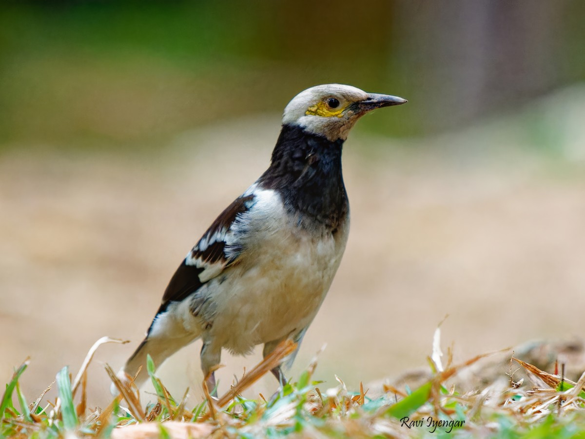 Black-collared Starling - ML617136685