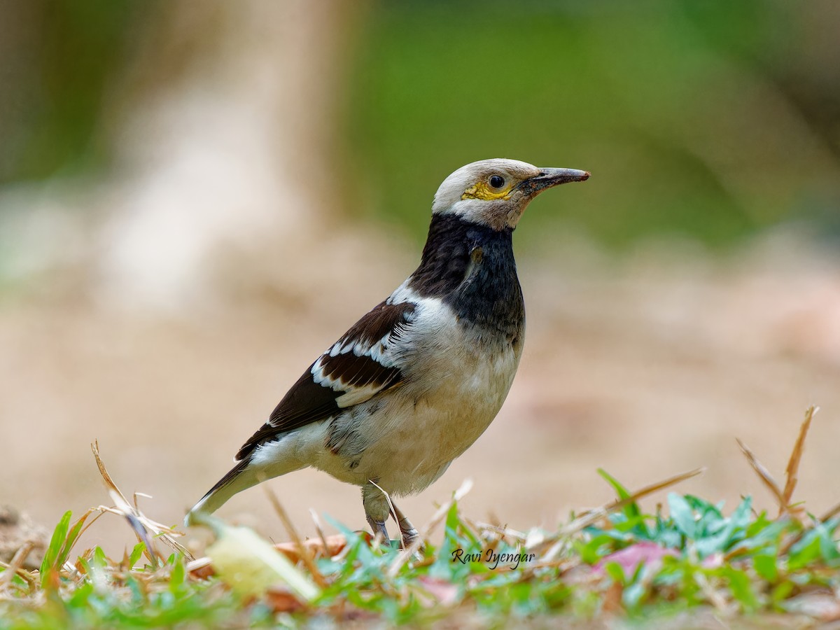 Black-collared Starling - Ravi Iyengar