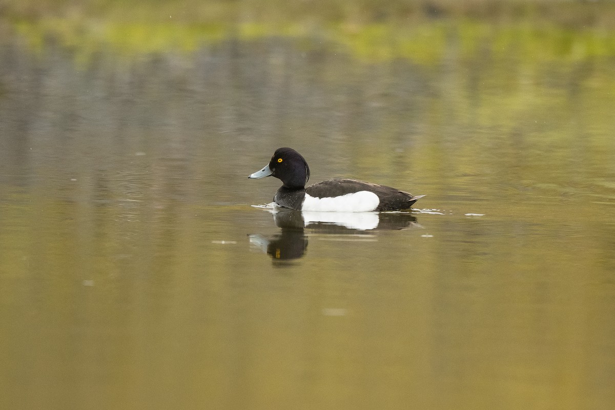 Tufted Duck - ML617136692