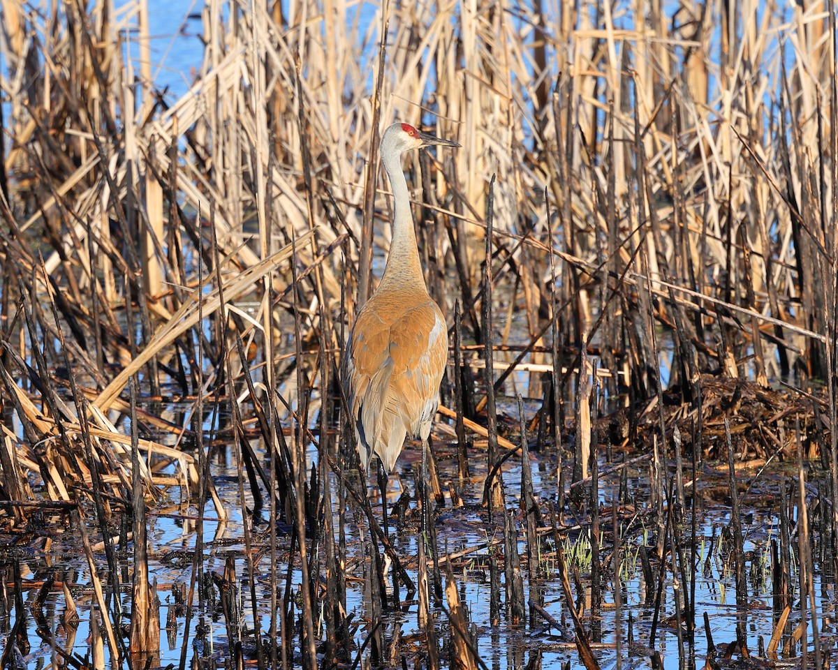 Орог тогоруу - ML617136697