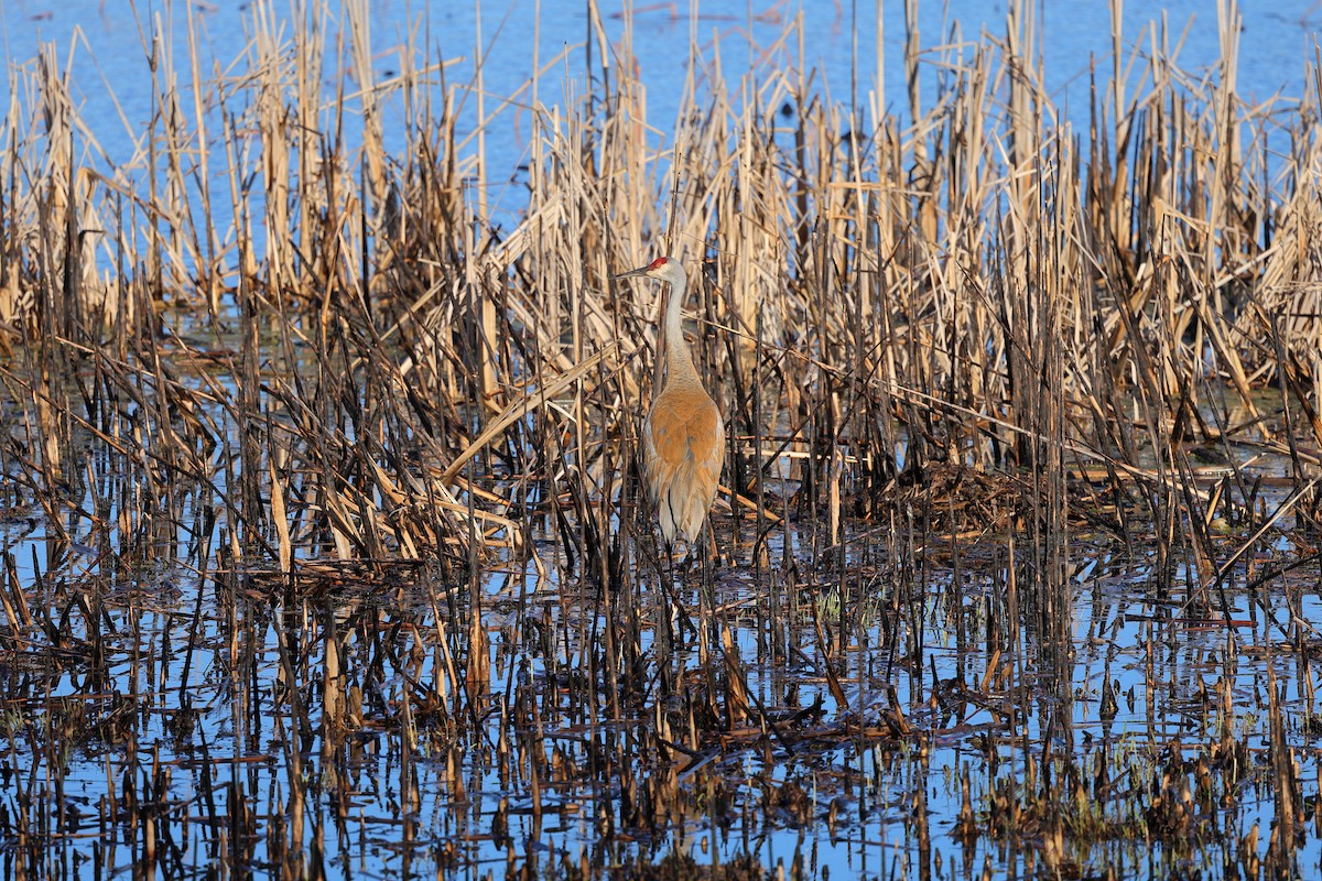 Орог тогоруу - ML617136698