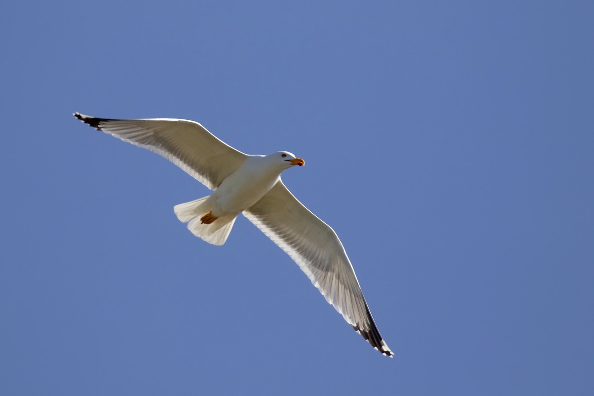 Yellow-legged Gull - ML617136699