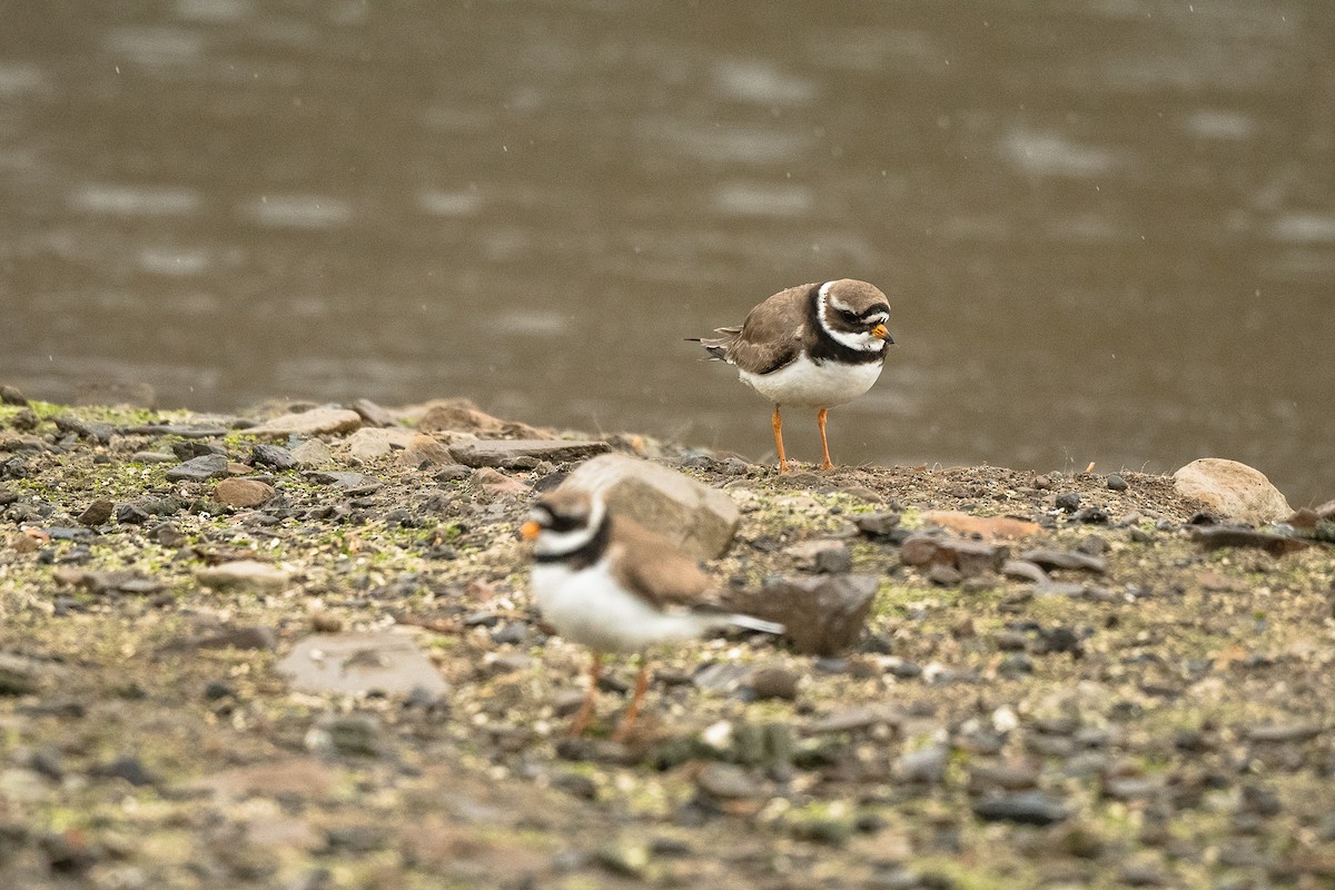 Common Ringed Plover - ML617136706