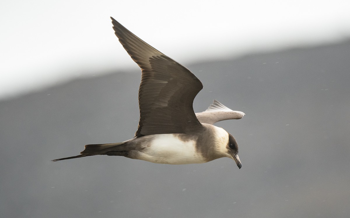 Parasitic Jaeger - ML617136708