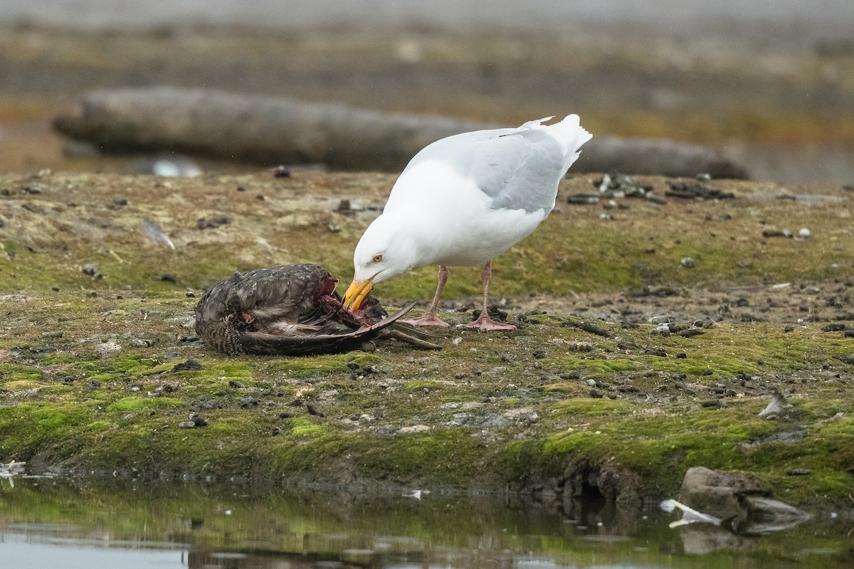 Glaucous Gull - ML617136714