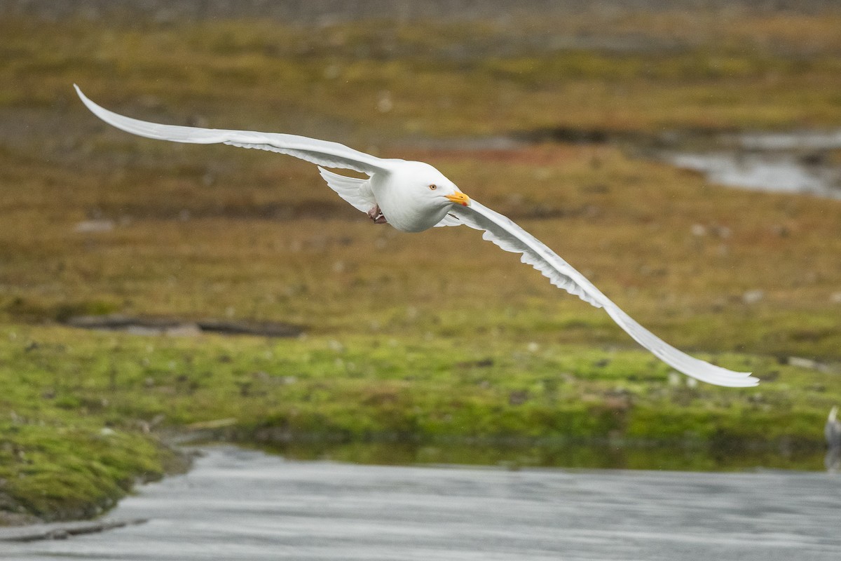 Glaucous Gull - ML617136716