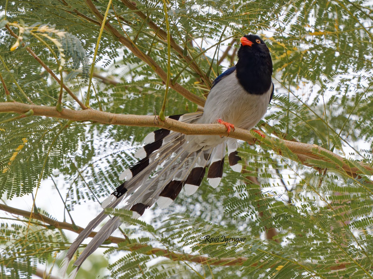 Red-billed Blue-Magpie - ML617136759