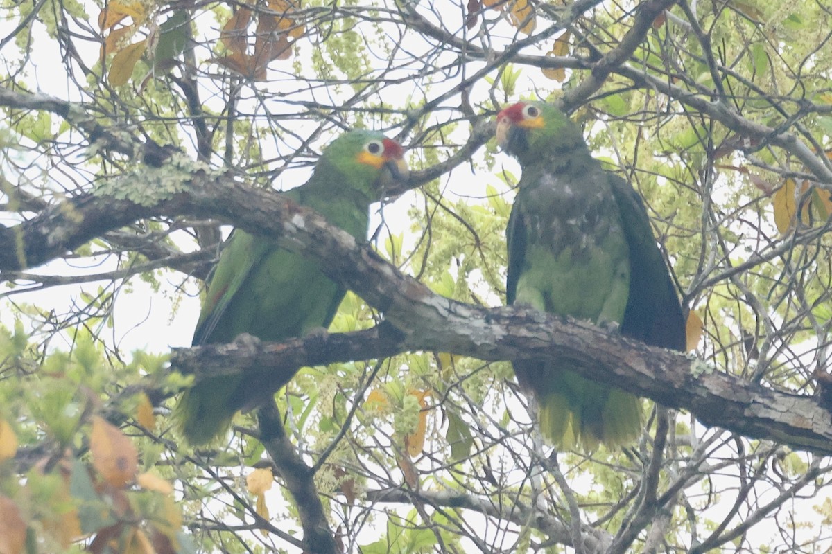 Red-lored Parrot - ML617136902