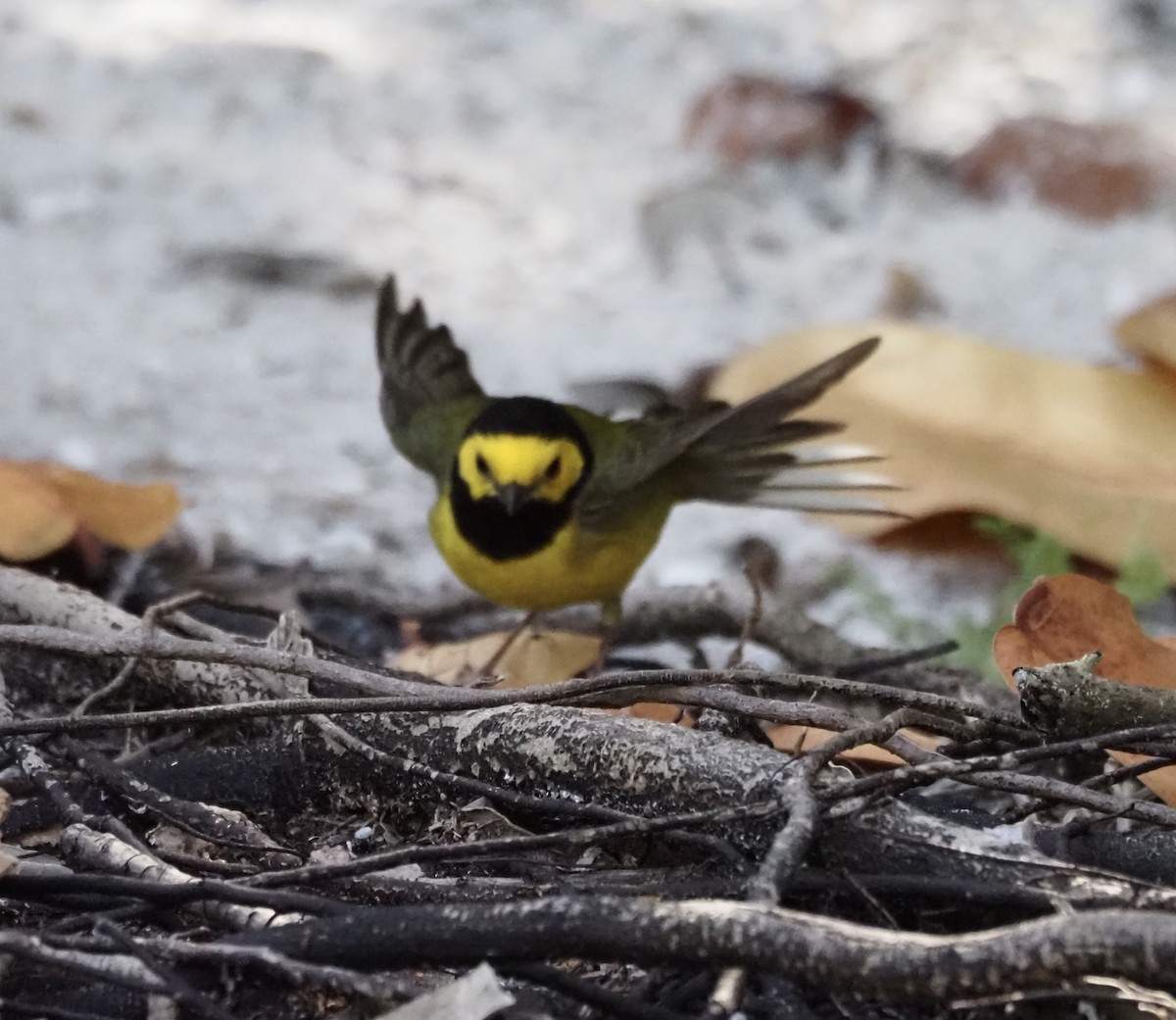 Hooded Warbler - ML617136914