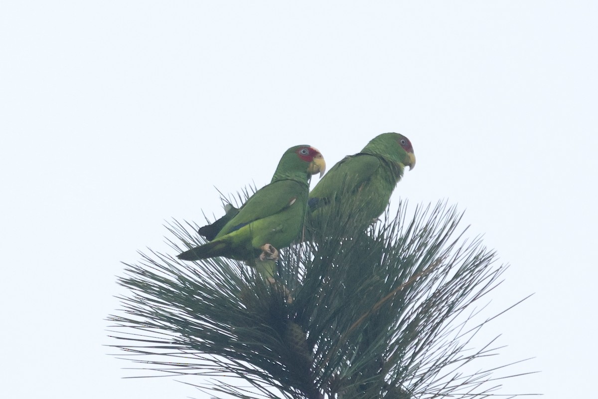 White-fronted Parrot - ML617136918