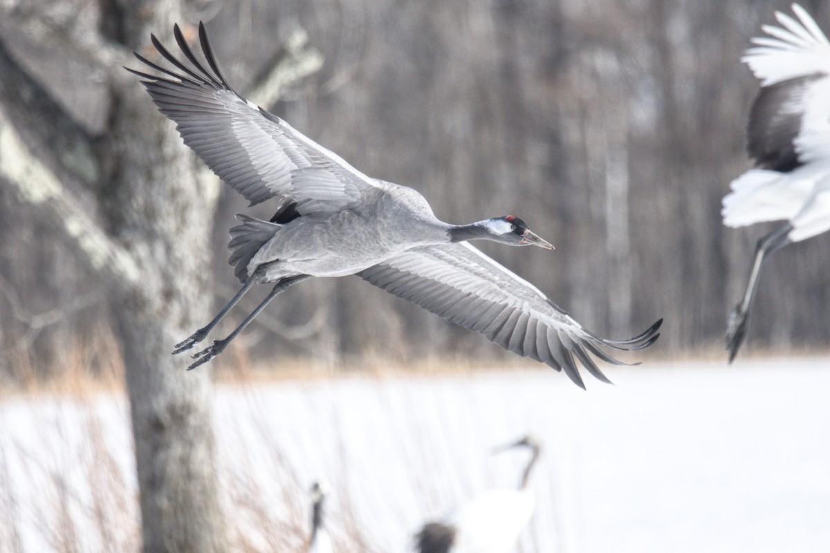 Common Crane - Kevin Honour