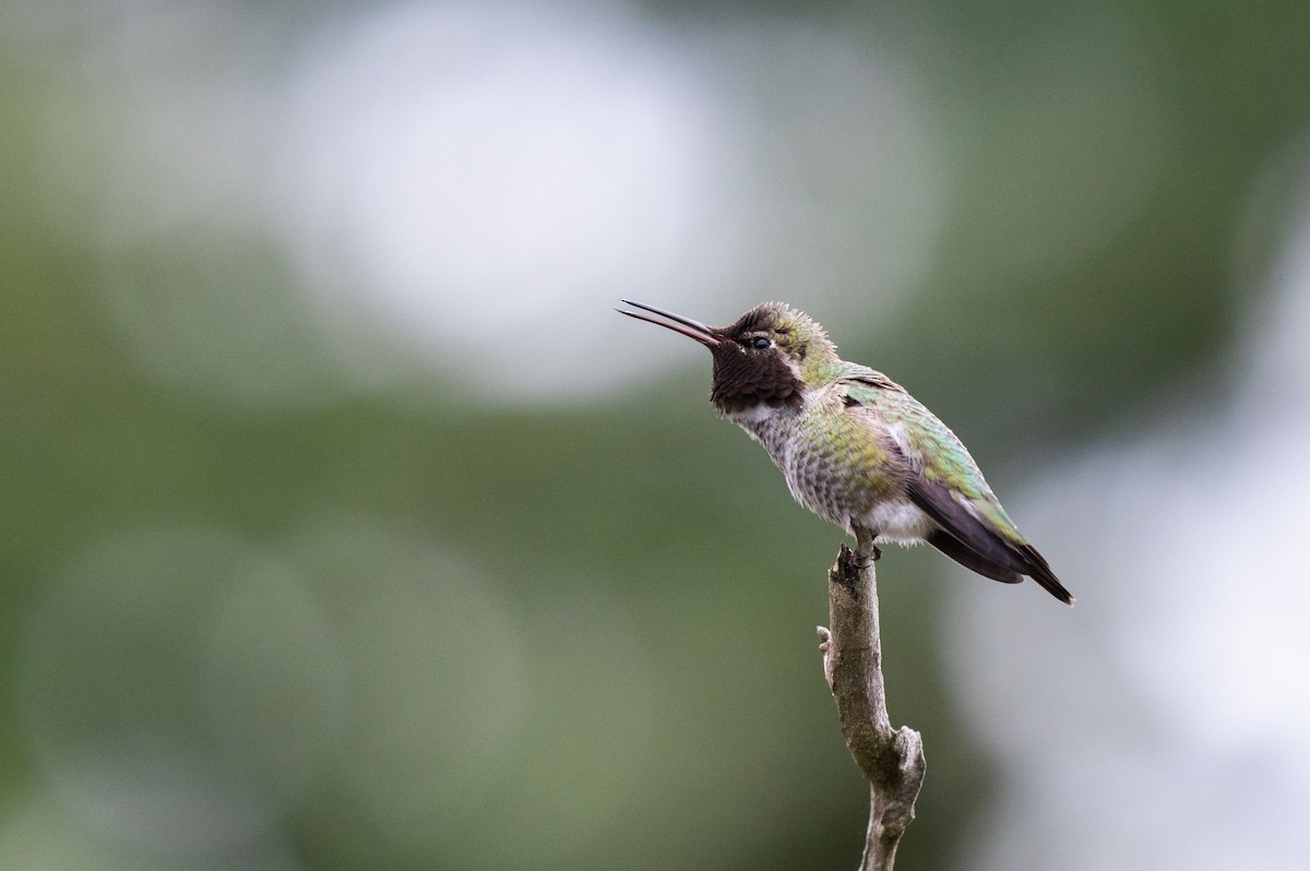 Anna's Hummingbird - ML617136986