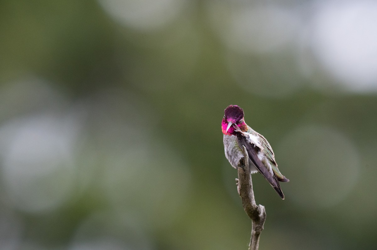 Colibrí de Anna - ML617136988