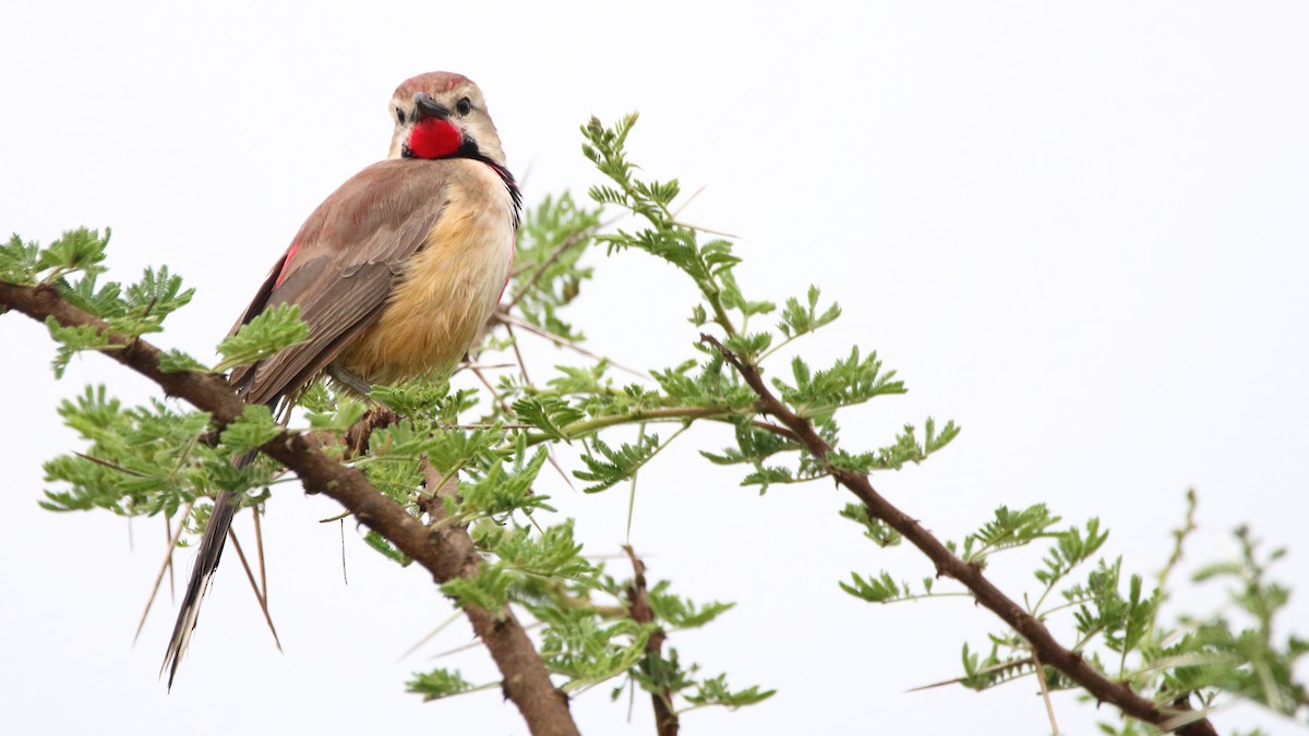 Rosy-patched Bushshrike - Rick Folkening