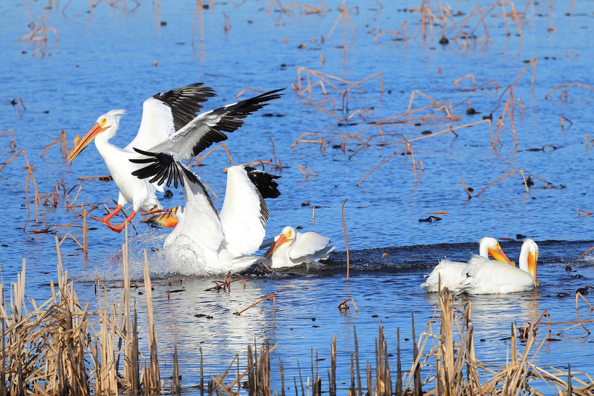 American White Pelican - ML617136994