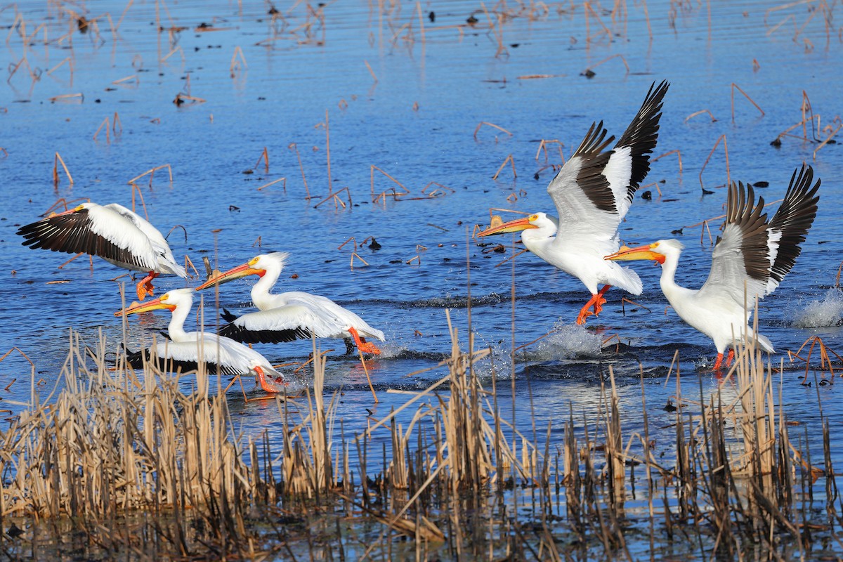 American White Pelican - ML617136995