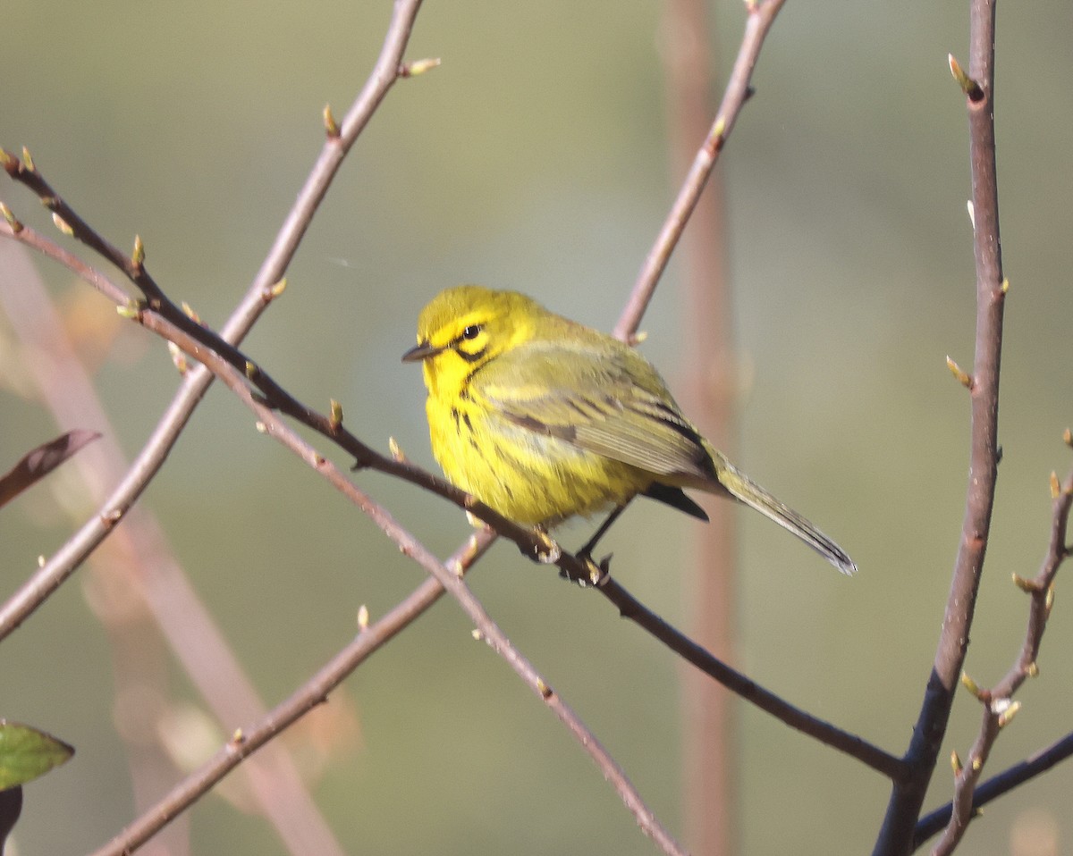 Prairie Warbler - ML617137004