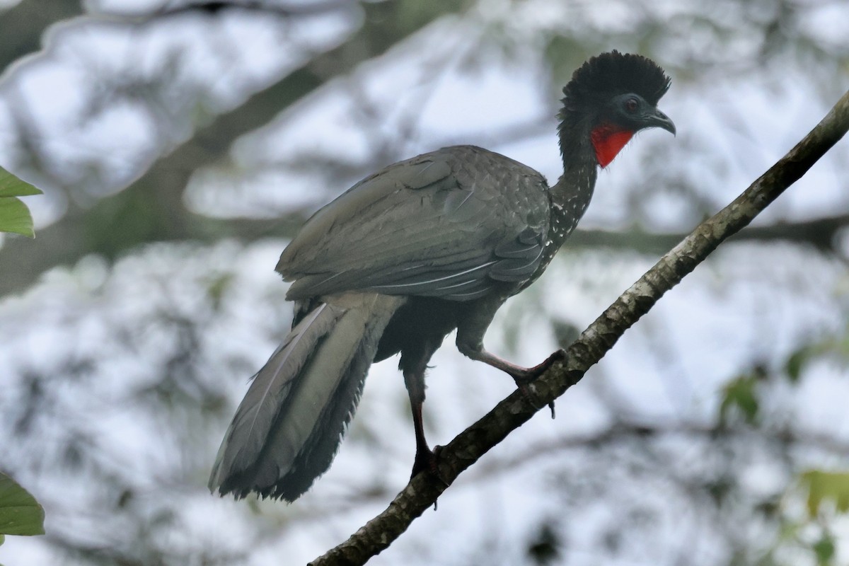 Crested Guan - ML617137005
