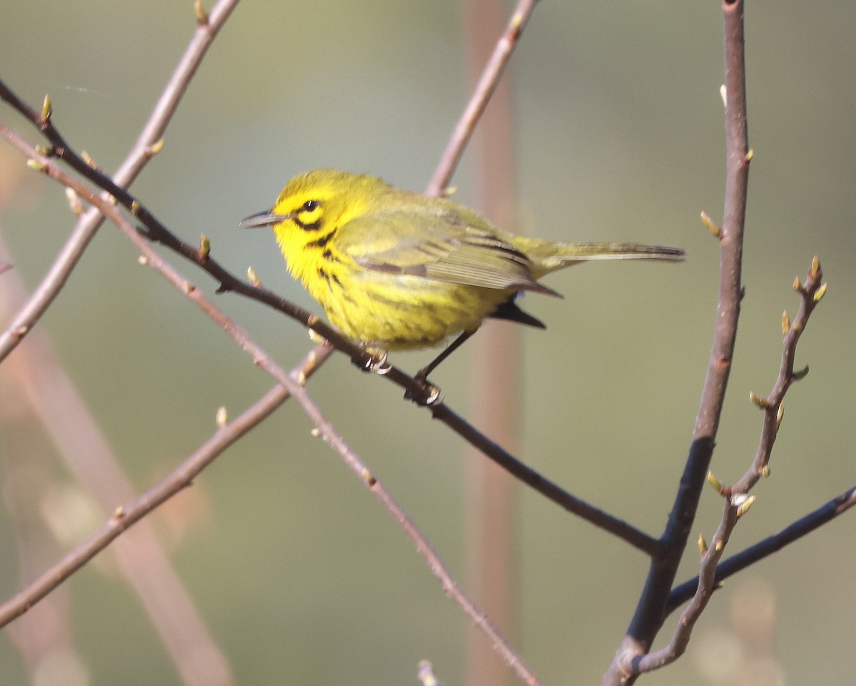 Prairie Warbler - Rick Kittinger