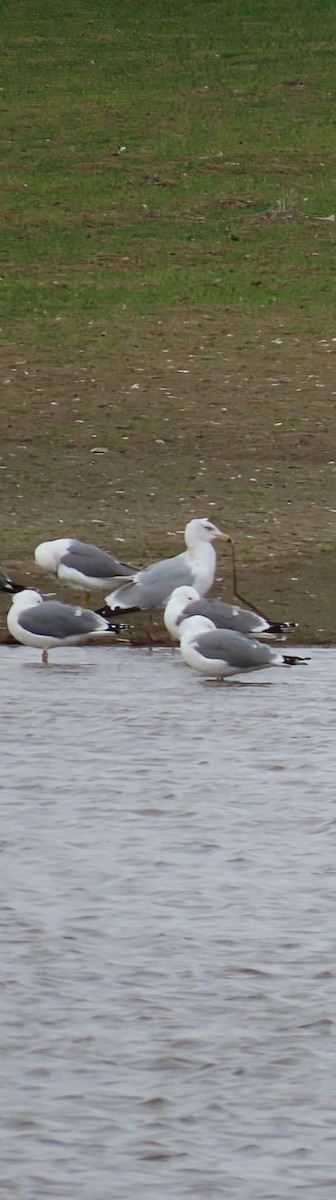 Herring Gull - Anonymous