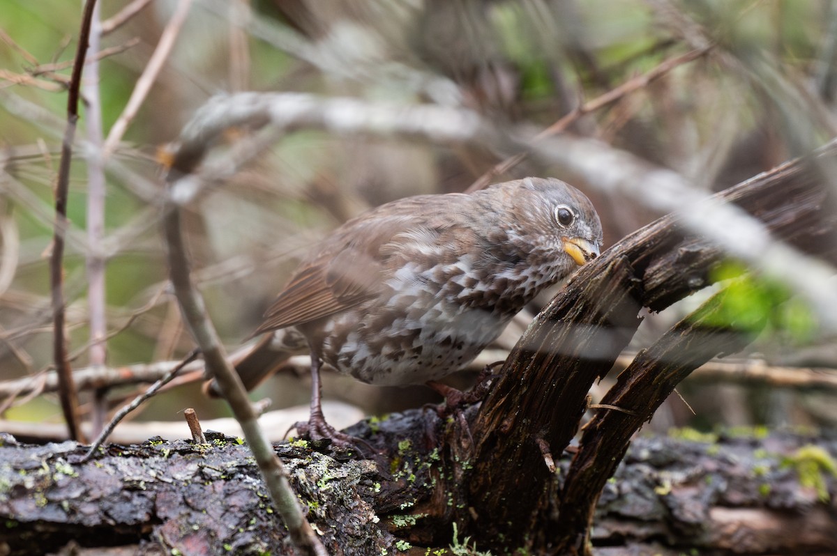 Fox Sparrow - ML617137033