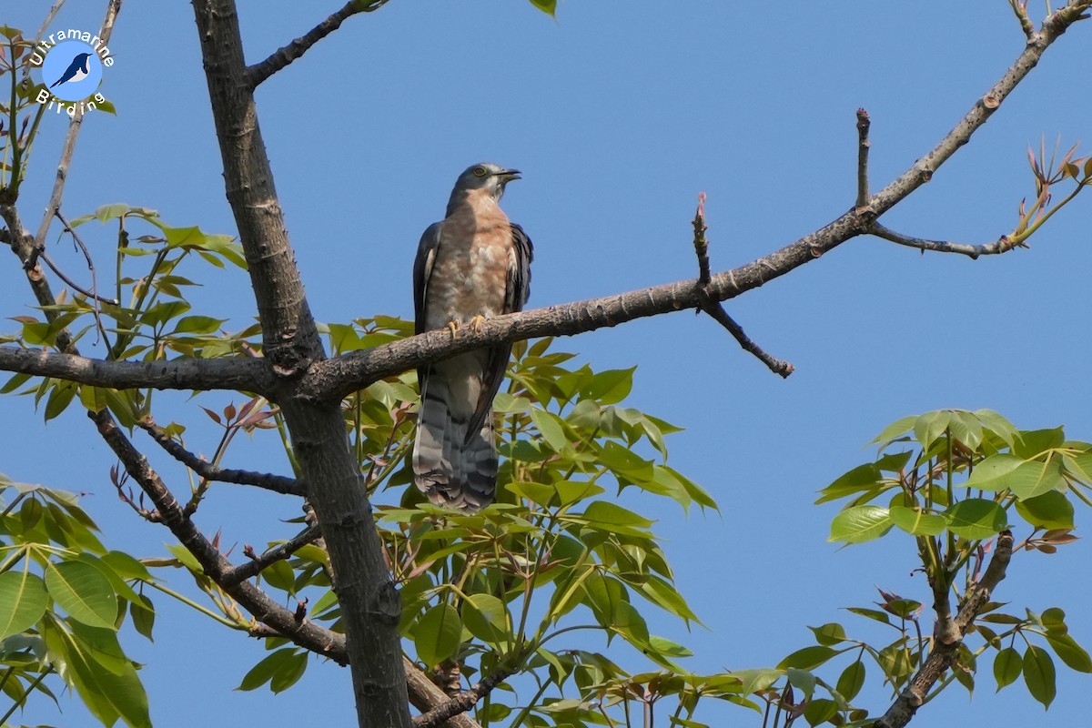 Indian Cuckoo - ML617137038