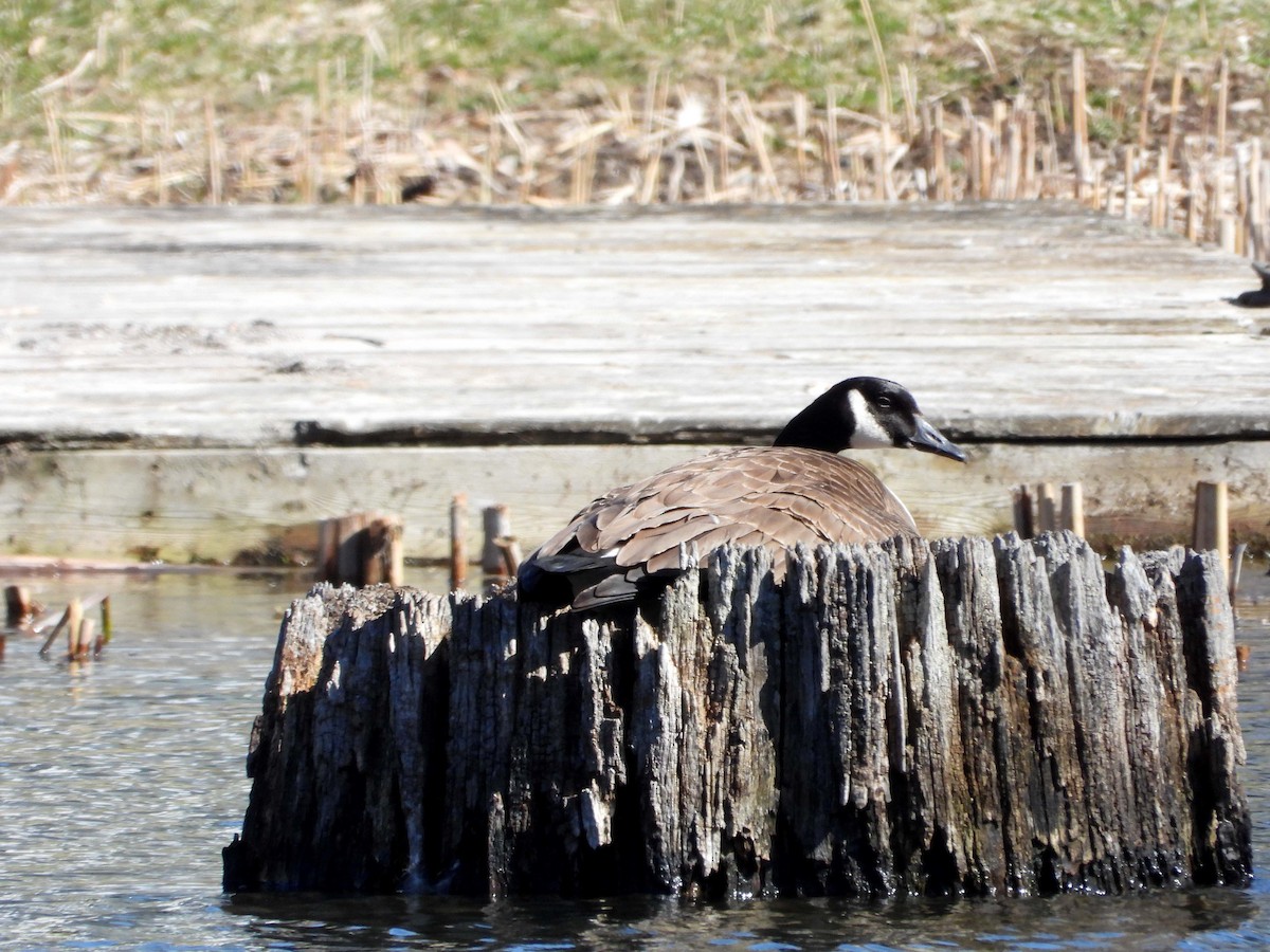 Канад галуу - ML617137091