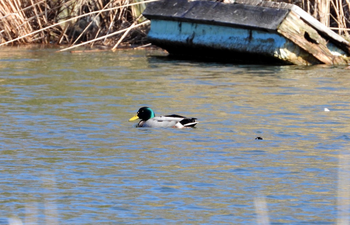 Зэрлэг нугас - ML617137107