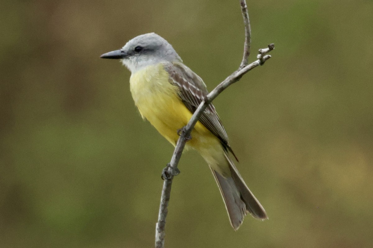 Tropical Kingbird - ML617137133