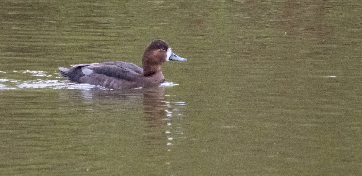 Aythya sp. - Matt M.