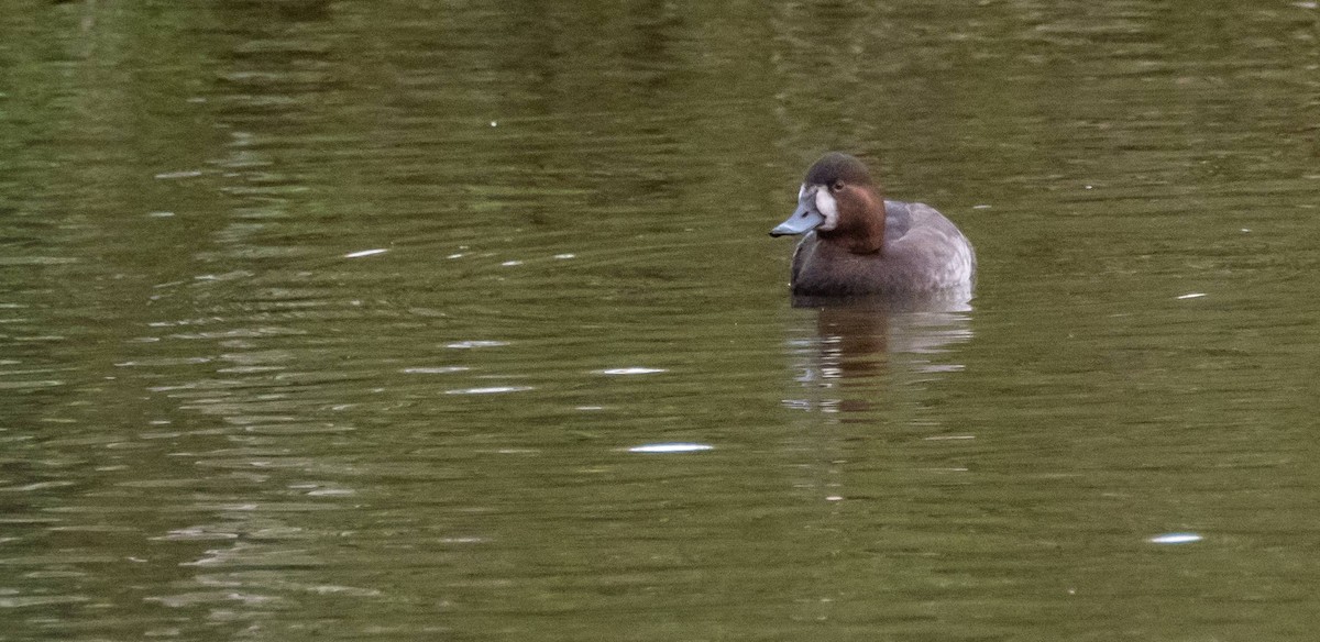 Aythya sp. - Matt M.