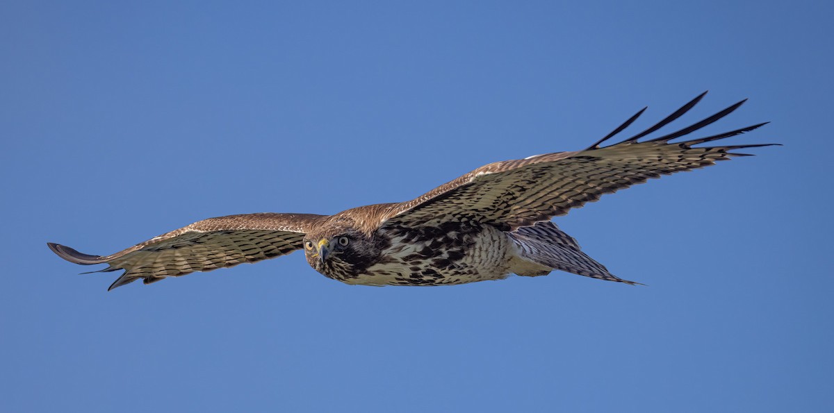 Red-tailed Hawk - Bernat Garrigos